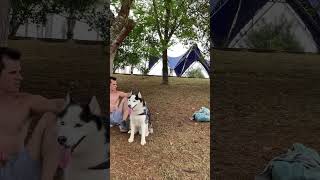 Pausa pro descanso da loba sapeca em cena 🎬 husky pets loba cachorro siberianhusky cachorros [upl. by Biancha]