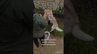 Les raisons de l’assaut partie 1 chien husky educationcanine chiens huskylife dog [upl. by Atsira]