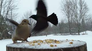 Cowbirds and mourning doves come by for lunch in the snow [upl. by Nomihs]