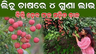 ଲିଚୁ ଚାଷରେ ୪ ଗୁଣା ଲାଭ  How to Start litchi farming in odisha EfarmingOdisha [upl. by Eiramlatsyrk884]