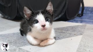 A rescued kitten overly concerned about a resident cat undergoing sterilisation behaves unexpectedly [upl. by Amory234]