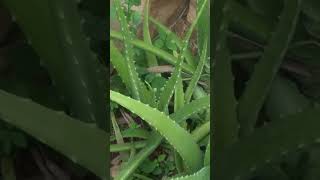 Garden tour ep8 alovera gardening gardeningideas gardenlove nature ytshorts indiaviralreels [upl. by Tarrsus670]