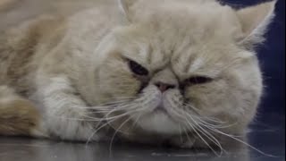 CATS – Brachycephalic cats a common syndrome in Exotic and Persian cats [upl. by Ahsimrac]