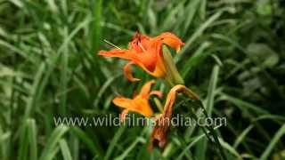 Day lilies growing in Srinagar Kashmir [upl. by Helbonnas]