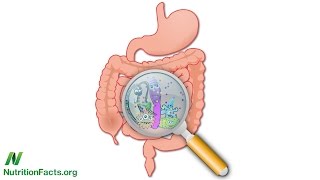 Bowel Wars Hydrogen Sulfide vs Butyrate [upl. by Capps]