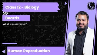 What is mesovarium [upl. by Nnylirej]