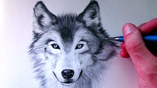 How to Draw a Wolf [upl. by Hgieloj]