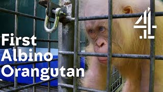 Will World’s 1st Albino Orangutan Be Accepted By the Others  Orangutan Jungle School [upl. by Westbrook]