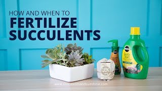 How and When to Fertilize Succulents  And What Fertilizers to Use [upl. by Vasti]