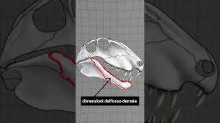 LORECCHIO dei MAMMIFERI È UNICO biologia animali evoluzione scienza paleontologia [upl. by Brenner]