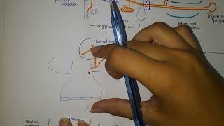 Maxillary Nerve Anatomy [upl. by Moreta]