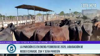 H24 42 Vacas Preñadas [upl. by Stelmach]