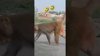 Bhaiya rok Lo usse funny comedy 🤣🤣🤣🐒🐒🙏🙏🙏 [upl. by Midian]