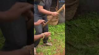 My Wife Teaching Me 😍 Carrot Harvesting 🥕  Mr Makapa shortsfeed [upl. by Ellinad]