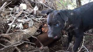 Patterdale Terriers This Mornings Creek Hunt [upl. by Nadnarb115]