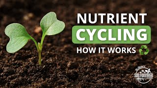 Nutrient Cycling  Soil Food Web School [upl. by Dove]