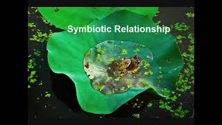 ECOLOGICAL RELATIONSHIPS FOUND IN AN ECOSYSTEMSYMBIOTIC RELATIONSHIP [upl. by Schrick97]