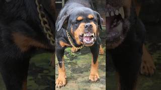 Angry dog barking viral dog rottweiler ytshorts trending [upl. by Musetta]