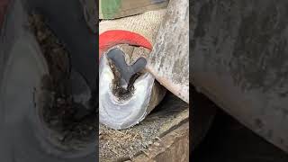 Fast Donkey Hoof Care HoofCleaning DonkeyCare FarmLife AnimalHealth [upl. by Ynohtnacram]