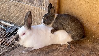 ¿Cómo se reproducen los conejos Apareamiento de conejos￼monta de conejoLa Reproducción de conejos [upl. by Enicnarf]