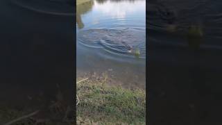 Big Alligator Chased a Homeowner Part 1 shorts wildlife trending trendingshorts viralshorts [upl. by Akire245]