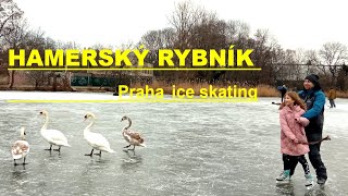 HAMERSKÝ RYBNÍK bruslení v Praze  Prague ice skating [upl. by Merc]