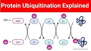 Ubiquitination of Proteins  Protein Ubiquitination Biologylectures [upl. by Zulaledairam]