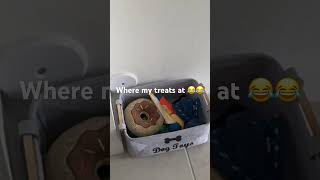 Dog wants his treats 🐕😂😂 [upl. by Aynotak]