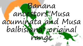 How to pronounce Banana ancestorsquotMusa acuminata and Musa balbisianaquot original range in English [upl. by Tirrag]