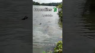 The Great Crocodiles in Agulu lake water in Anambra State 👌viralvideo crocodile toursim africa [upl. by Bluefarb]