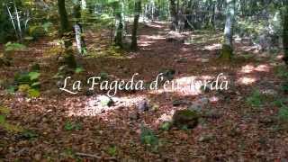 Un día en La Fageda den Jordà [upl. by Aitnahs817]