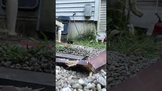 184 lbs of A36 Steel panel VS table part p5 slow mo2 [upl. by Lowell]