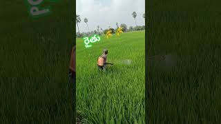 indianformorindian agricultur formor former love 😍🌾🌾😍ythorts yiutubeviralshorts [upl. by Ynnep]