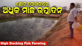 ଛୋଟ ପୋଖରୀରେ ଅଧିକ ମାଛ ଉତ୍ପାଦନ  High Stocking Fish Farming in small pond in Odisha [upl. by Neri475]