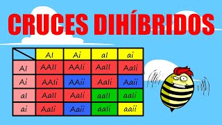 ❌CRUCES DIHÍBRIDOS 🟦❌🟨 EJERCICIOS utilizando cuadro de Punnet [upl. by Margarita]