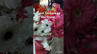 🌼☘️ Fresh Gerbera on the street gerbera flowers fresh street nagaon [upl. by Eyllek]