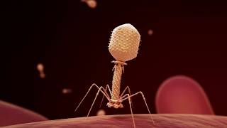 Fighting Infection with Phages [upl. by Tench]