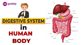 DIGESTIVE SYSTEM  HUMAN DIGESTIVE SYSTEM  DIGESTION PROCESS IN HUMAN BODY  HUMAN BIOLOGY [upl. by Thibault]