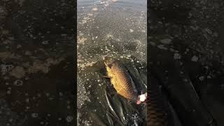 Carp catch and release 😍carpfishing carp catchandrelease [upl. by Renferd347]