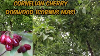 Cornelian cherry dogwood Cornus mas Ep32 [upl. by Vito574]