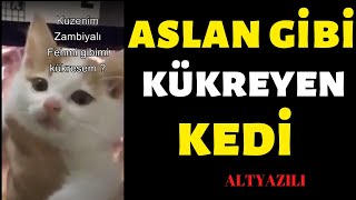 Kükremeye çalışan kedi miyavladı [upl. by Gonick]