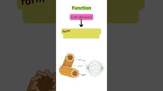 Centrioles structure and function  short notes centrosome celldivision cellbiology [upl. by Yhtir227]