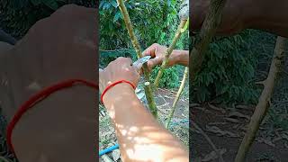 A105 Grafting fruit trees techniquesgrafting lemon wedges shorts easy YouTube youtubeshorts [upl. by Voss]