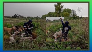 Caceria de Conejos chile 2024  rabbit hunting with dogs [upl. by Stag611]