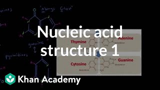 Nucleic acid structure 1  Chemical processes  MCAT  Khan Academy [upl. by Anelak]