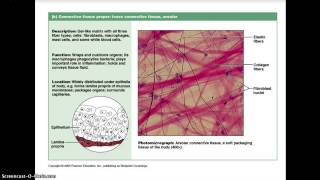 Histology Lecture 3 [upl. by Alahc]