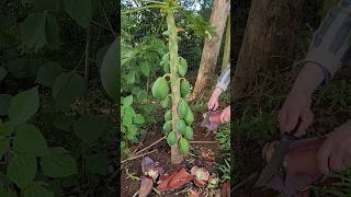 Poderoso Adubo para Suas Frutíferas Produzirem Muitas Frutas [upl. by Natividad868]