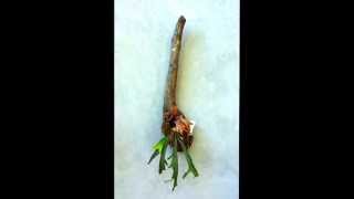 How to mount a staghorn fern onto driftwood [upl. by Loresz]