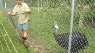 Henry a dangerous cassowary [upl. by Yelha]