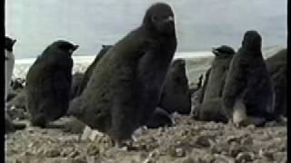 Adelie Penguin Chick [upl. by Hach]